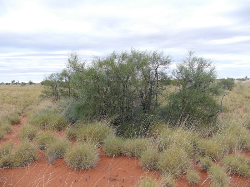 Ian Fraser, talking naturally The Great Sandy Desert 3, trees and herbs