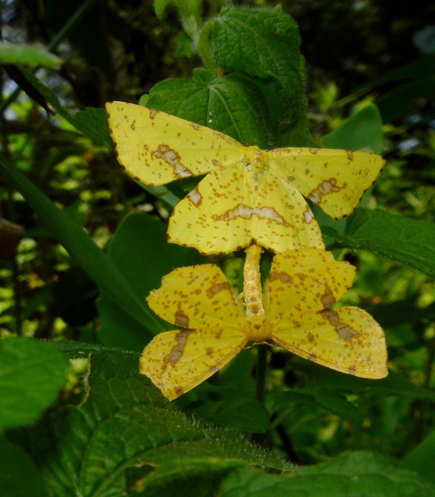 Sweating the Small Stuff 75 Common Arkansas Insects (continued)