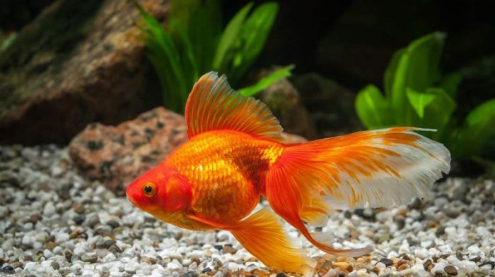 Budi Daya Ikan Hias Materi Prakarya Kelas 9 Semester 2 Revisi