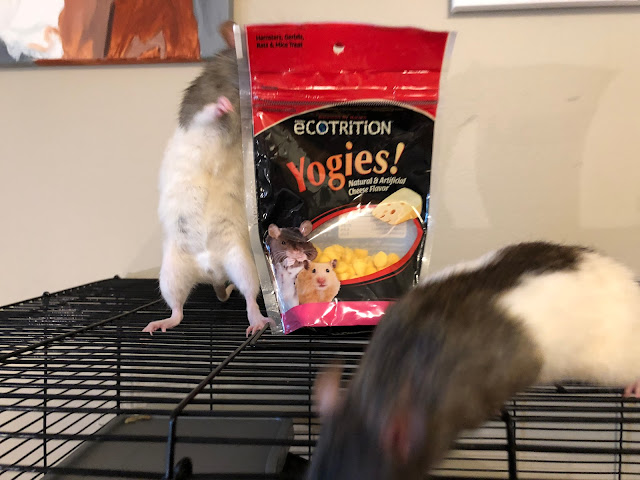 pet rats admiring a bag of treats