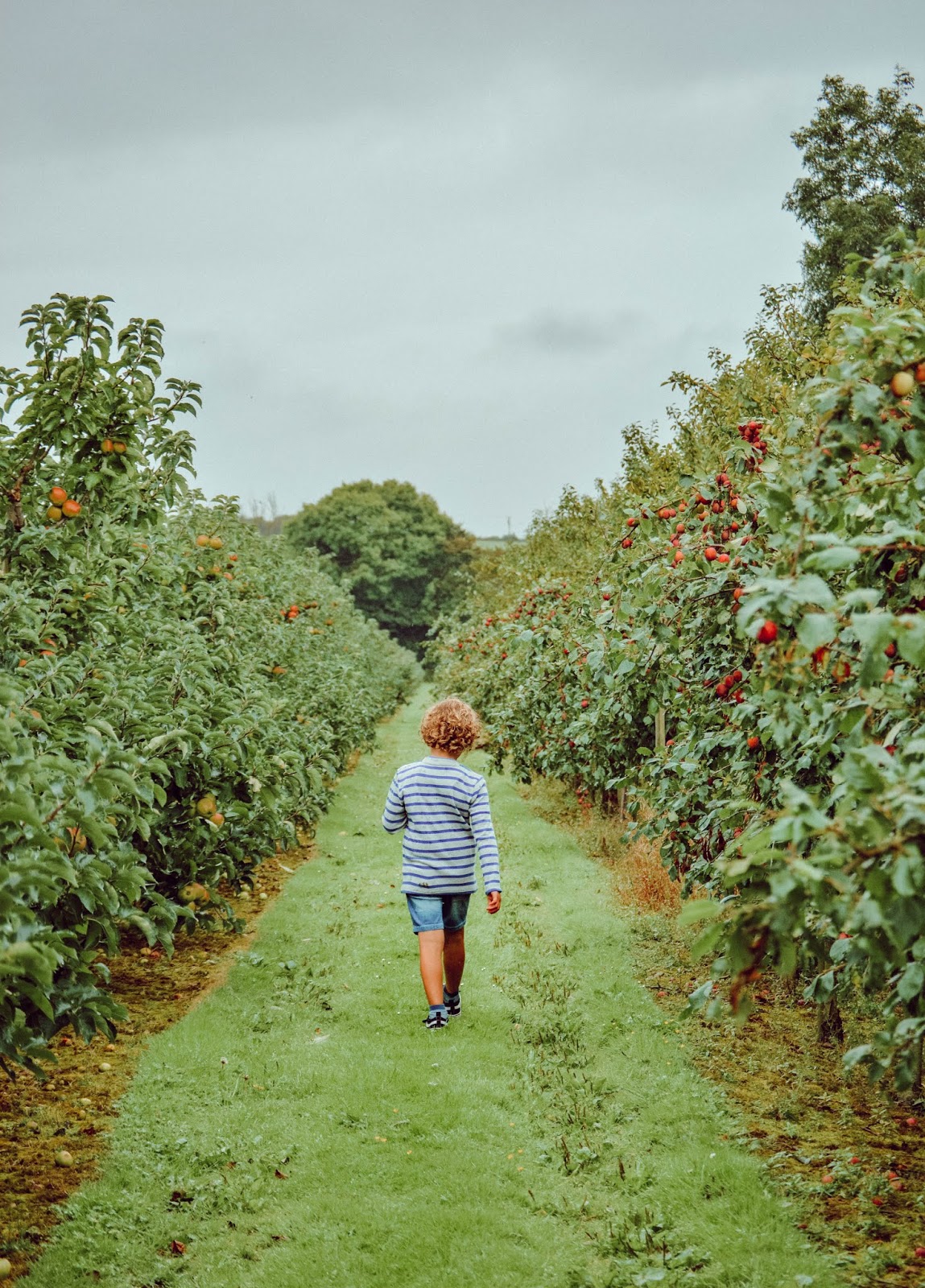 Fruit Picking in Ireland The Apple Farm, Co. Tipperary ♥ Dolly Dowsie