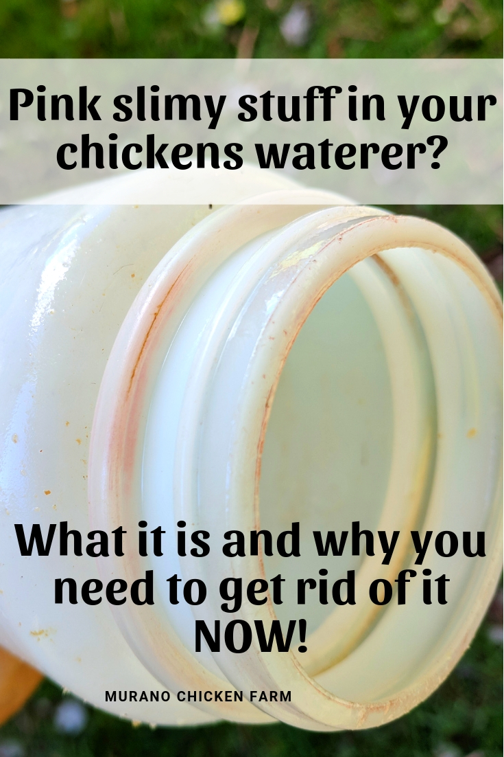 Chicken waterers, how often should you clean them? Murano Chicken Farm