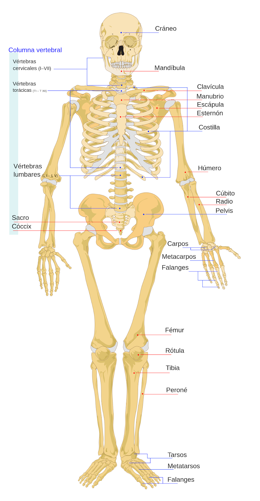 COMPOSICIÓN Y ESTRUCTURA DE LOS HUESOS DEL CUERPO HUMANO MI APUNTE ESCOLAR COMPOSICIÓN Y ESTRUCTURA DE LOS HUESOS DEL CUERPO HUMANO MI APUNTE ESCOLAR