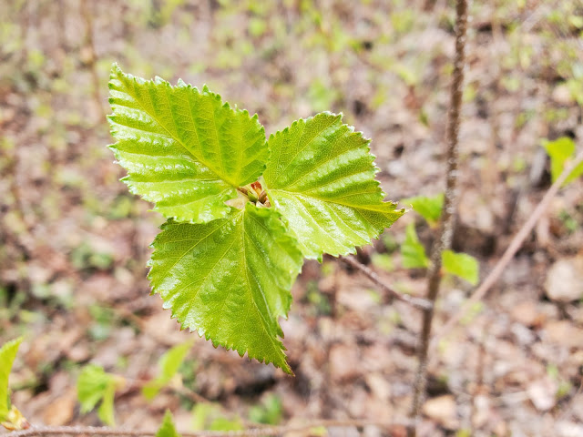 image of spring leaves on a small tree