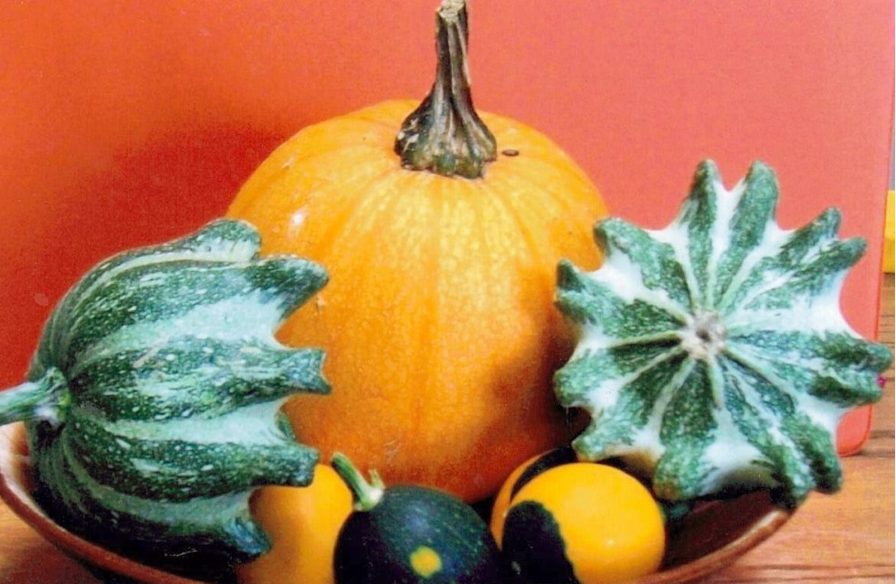 JeffCo Master Gardeners Preparing and Storing Pumpkins and Winter