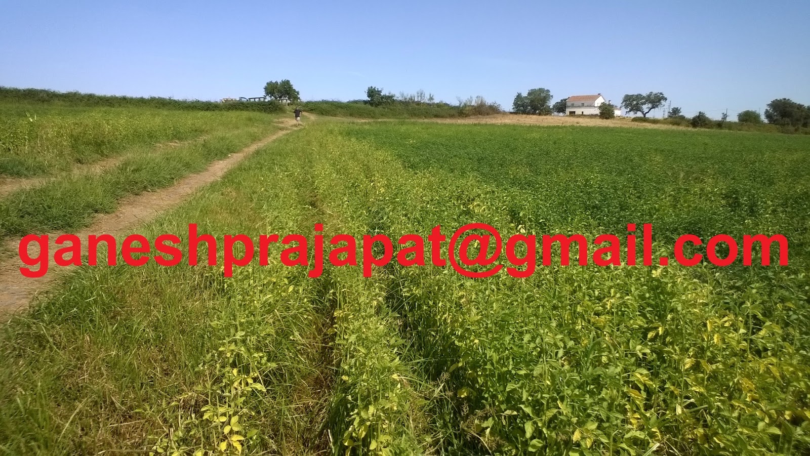 GUAR GUM INFORMATION AND GUAR GUM CULTIVATION IN INDIA Guar seed and