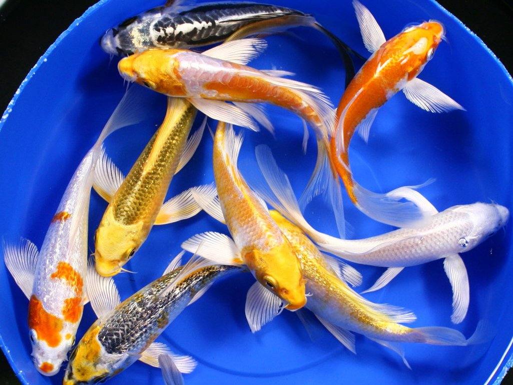 tips cara budidaya ikan koi Aka Hajiro