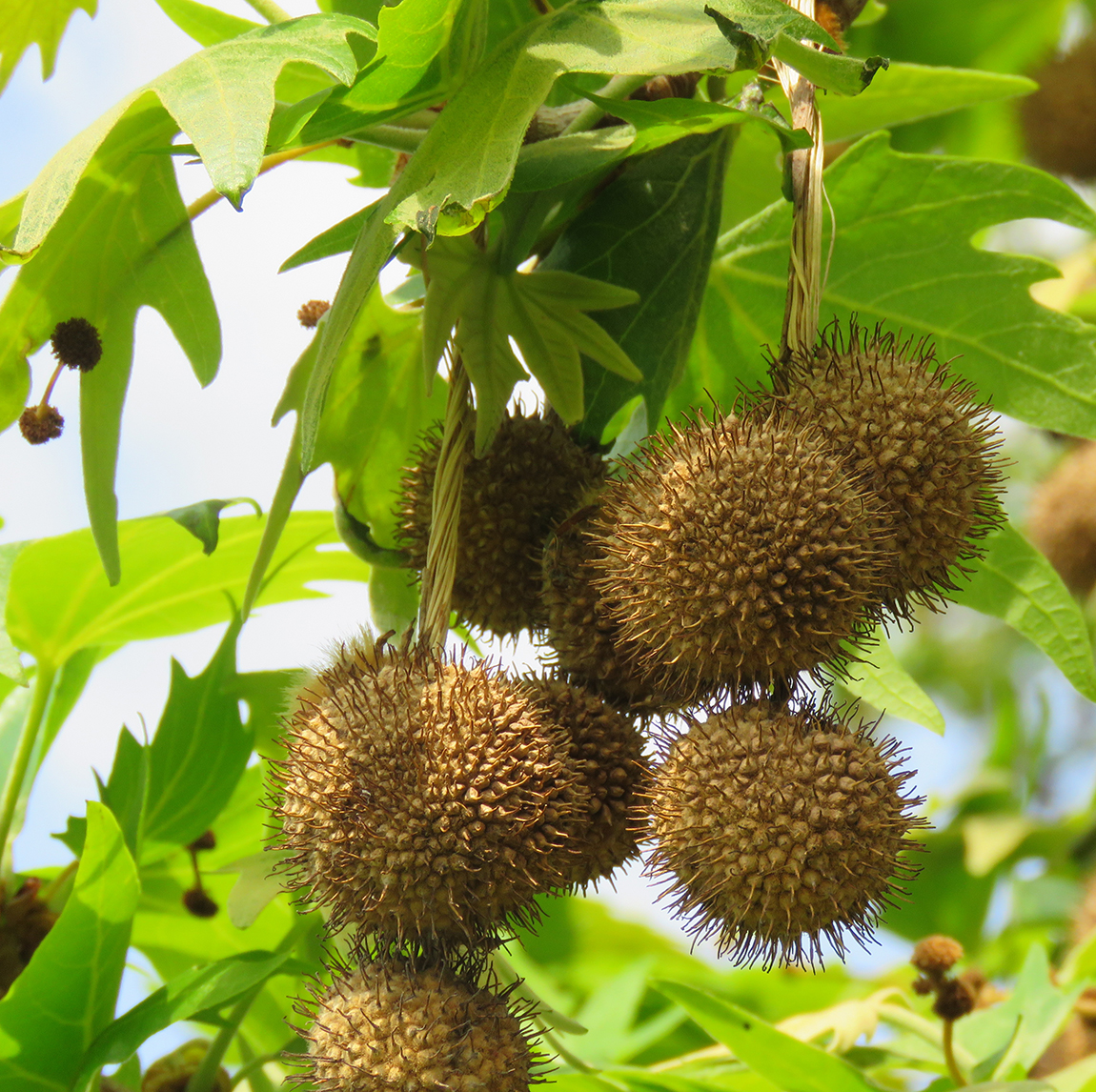 Á R B O L E S (T R E E S) y P A L M E R A S (P A L M S) Platanus