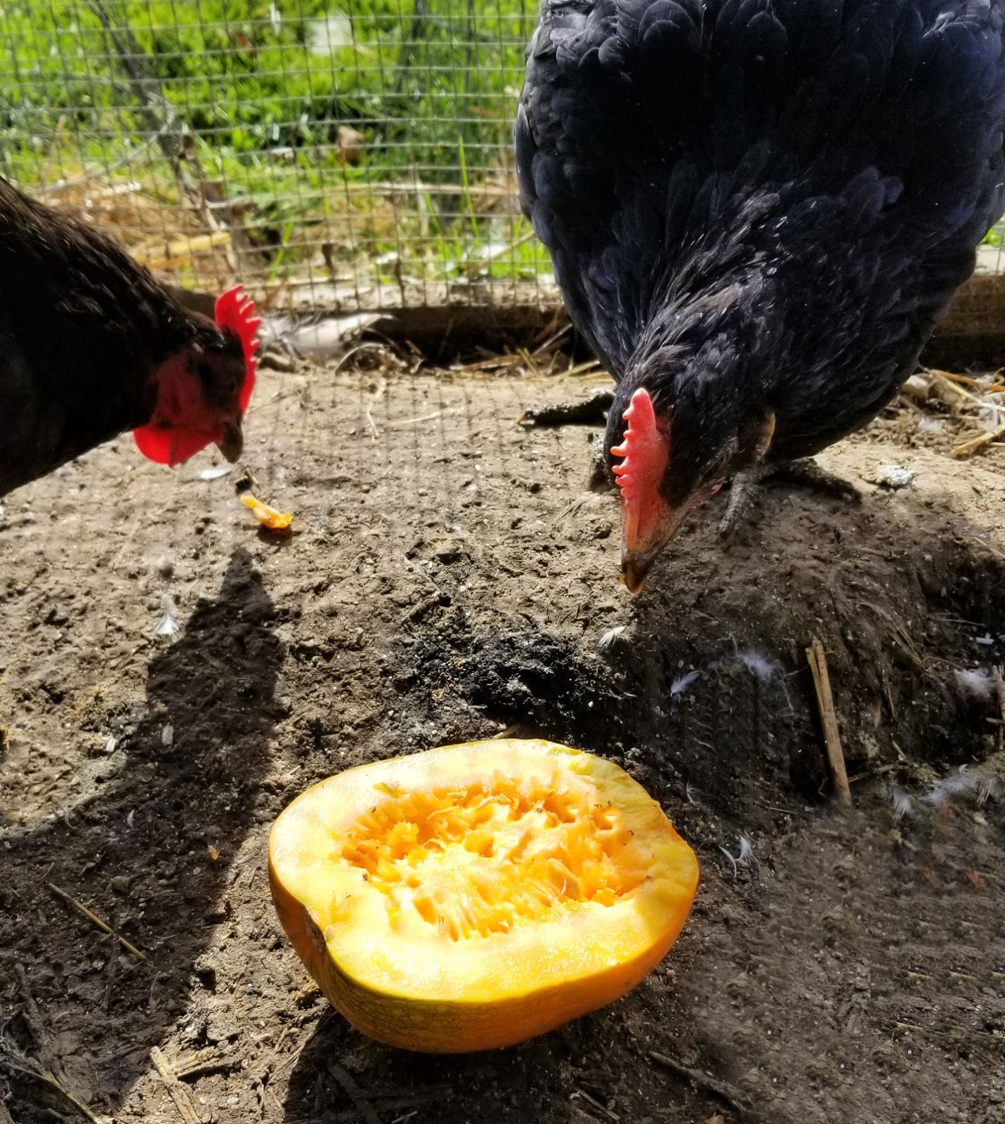 Pumpkin Treats for Chickens Fresh Eggs Daily® with Lisa Steele