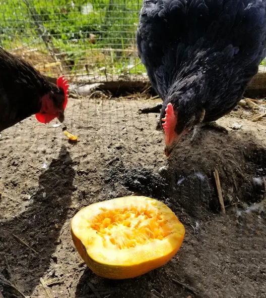 chickens eating pumpkin