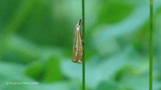 Crambus lathoniellus DSC173840