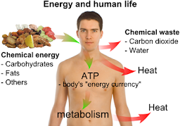 Metabolism and Weightloss