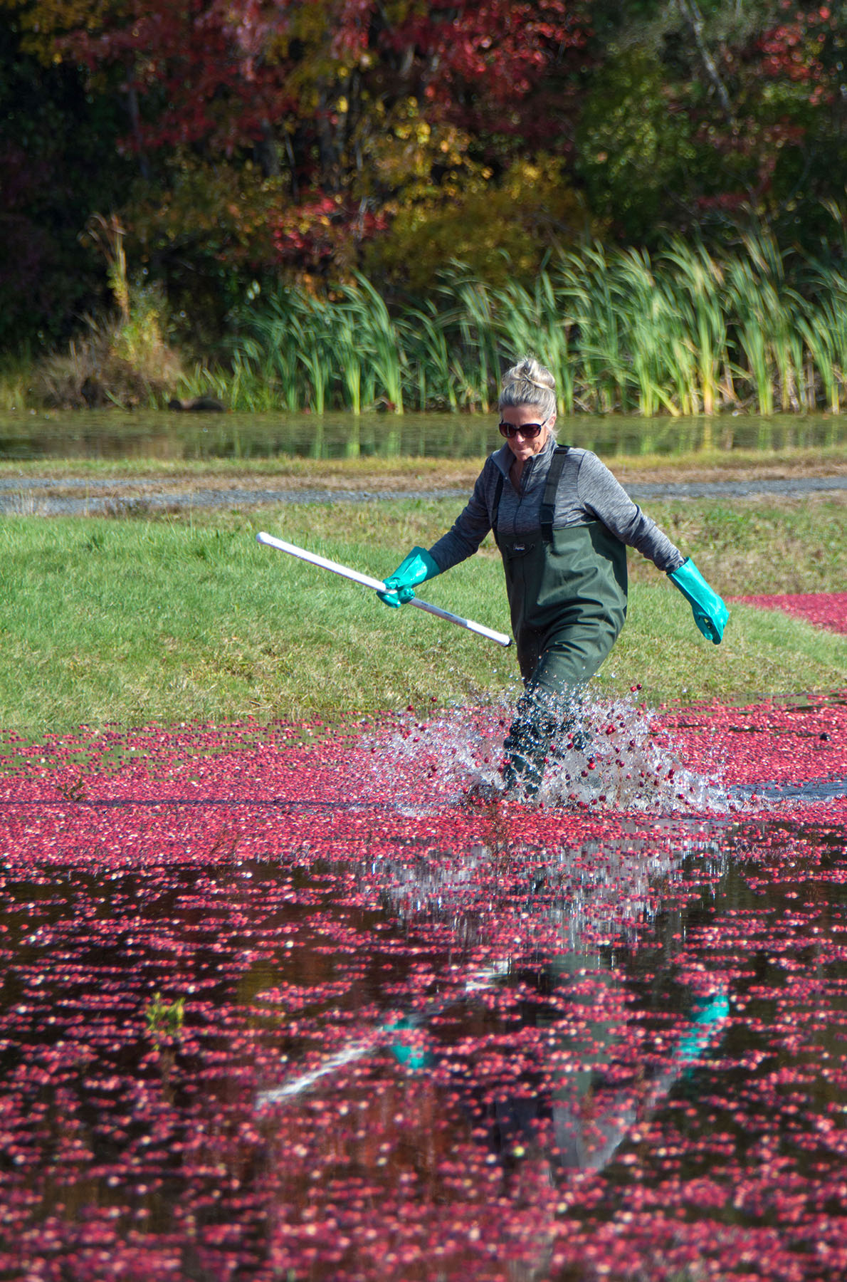 Carol's View Of New England Cranberry Bog Harvesting