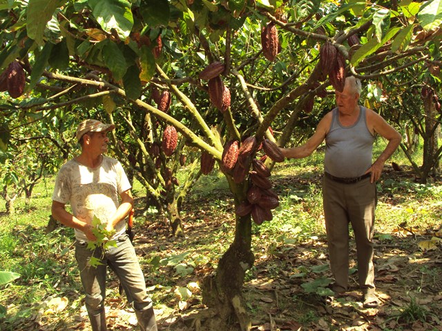 Noti-Ecopetrol: En Norte de Santander, 1.200 pequeños productores de cacao se fortalecen con las alianzas