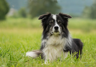 Best Foreign Dog Breed In India