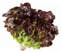 Lechuga Hoja de Roble