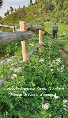 achillea pianta officinale