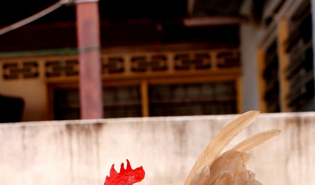 PSKD: SEKADAR MENULIS  Ayam Serama & Burung Terkukur