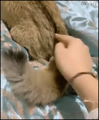 Amazing Cat GIF • Funny trick. When your cat has a magic snake-tail. What sorcery is this? Amazing Cat GIF • Funny trick. When your cat has a magic snake-tail. What sorcery is this?