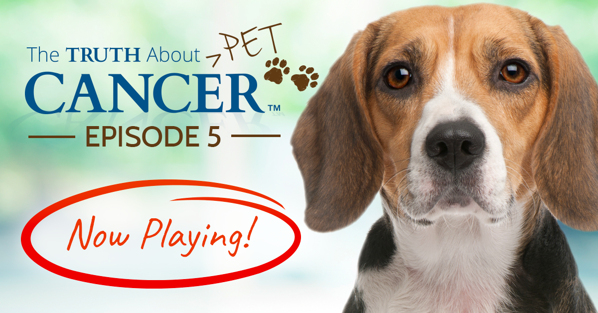 Kissy's: Episode 5: Cancer Roots and Remedies, Hidden Hazards, Healing ...