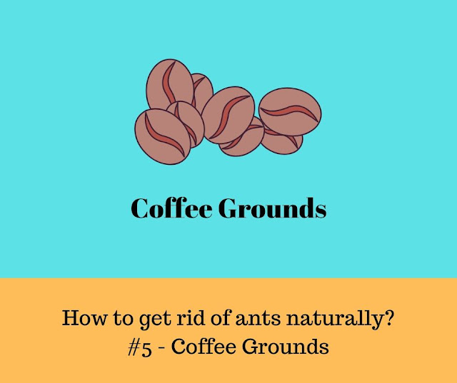 Kill Ants - Coffee Grounds Get rids of ants near the areas of your home - Coffee Grounds