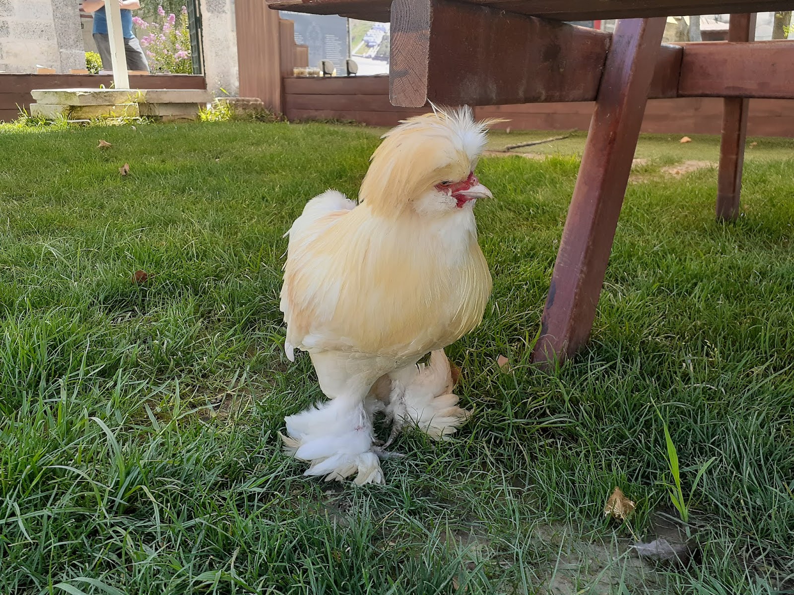 Osmanli Saraylarinin Kayip Susu Sultan Tavugu Istenci Osmanli Saraylarinin Kayip Susu Sultan Tavugu Istenci