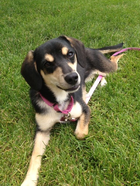 Cape May Resort Blog A Place For Your Pooch In Cape May Dog Friendly cape-may-resort-blog-a-place-for-your-pooch-in-cape-may-dog-friendly