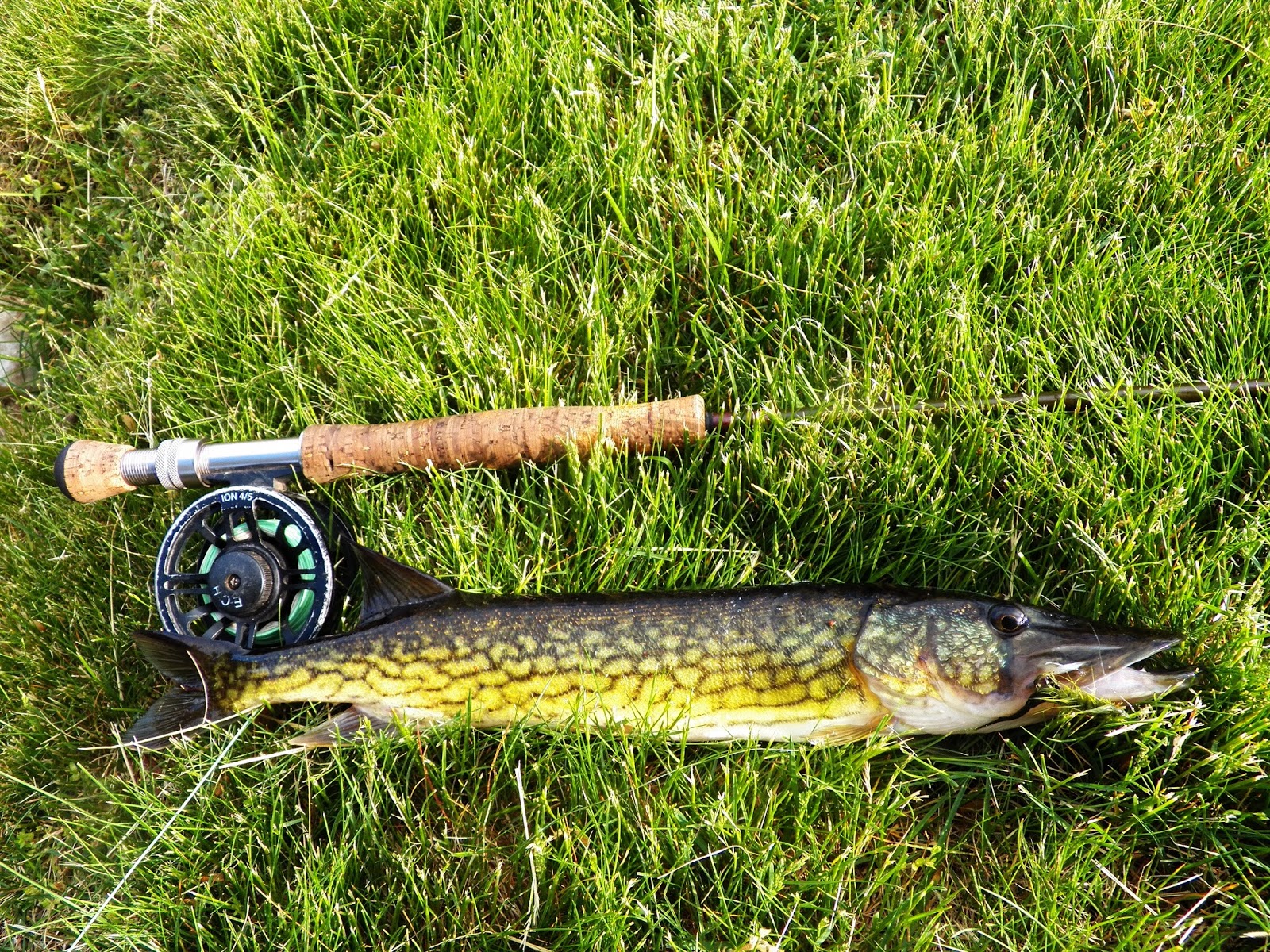 Connecticut Fly Angler Pickerel and Bass Heaven
