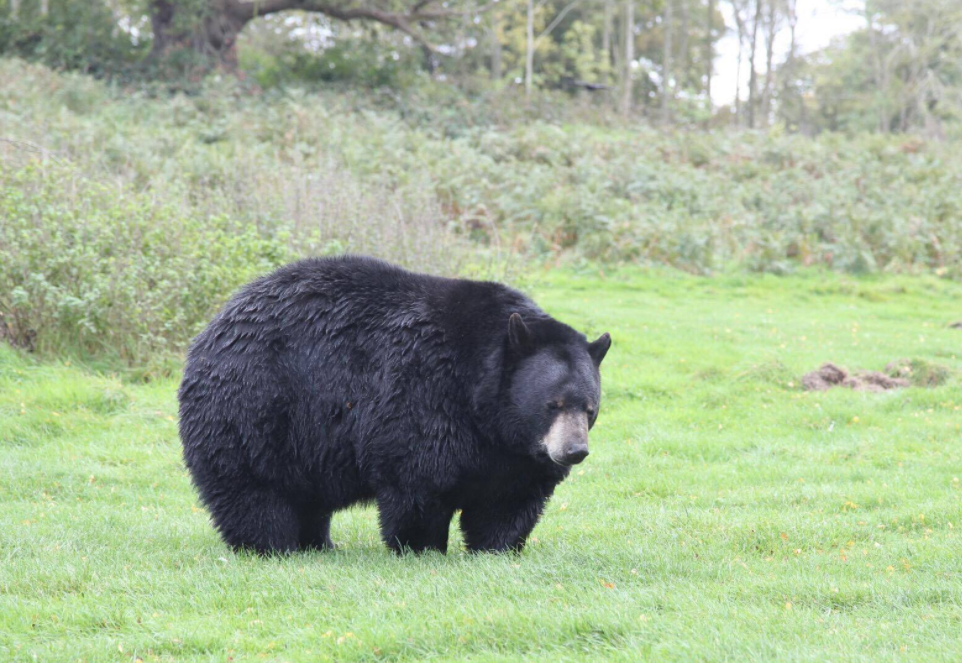 O que significa sonhar com urso?
