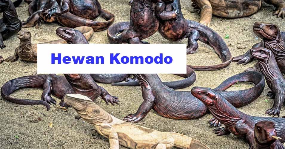  Hewan  Komodo Jenis Manfaat dan Bahaya Memeliharanya 