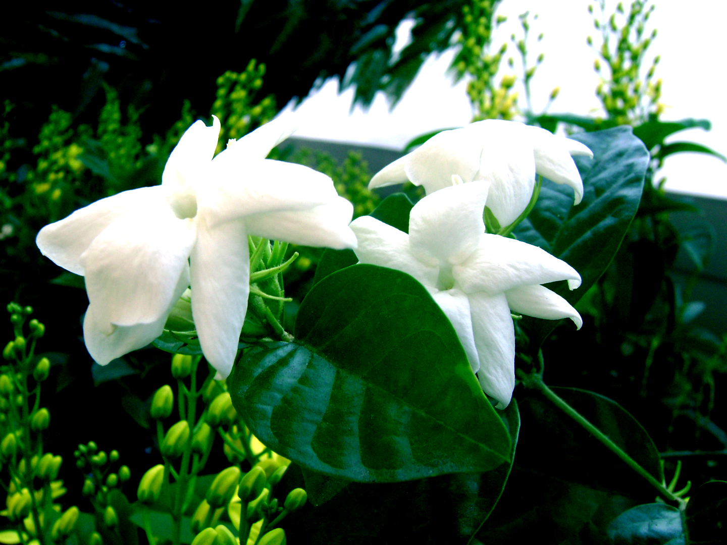 of flowers and of verses sampaguita