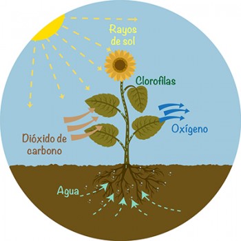 los componentes de la fotosíntesis