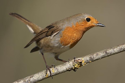 Pit-roig (Erithacus rubecula)