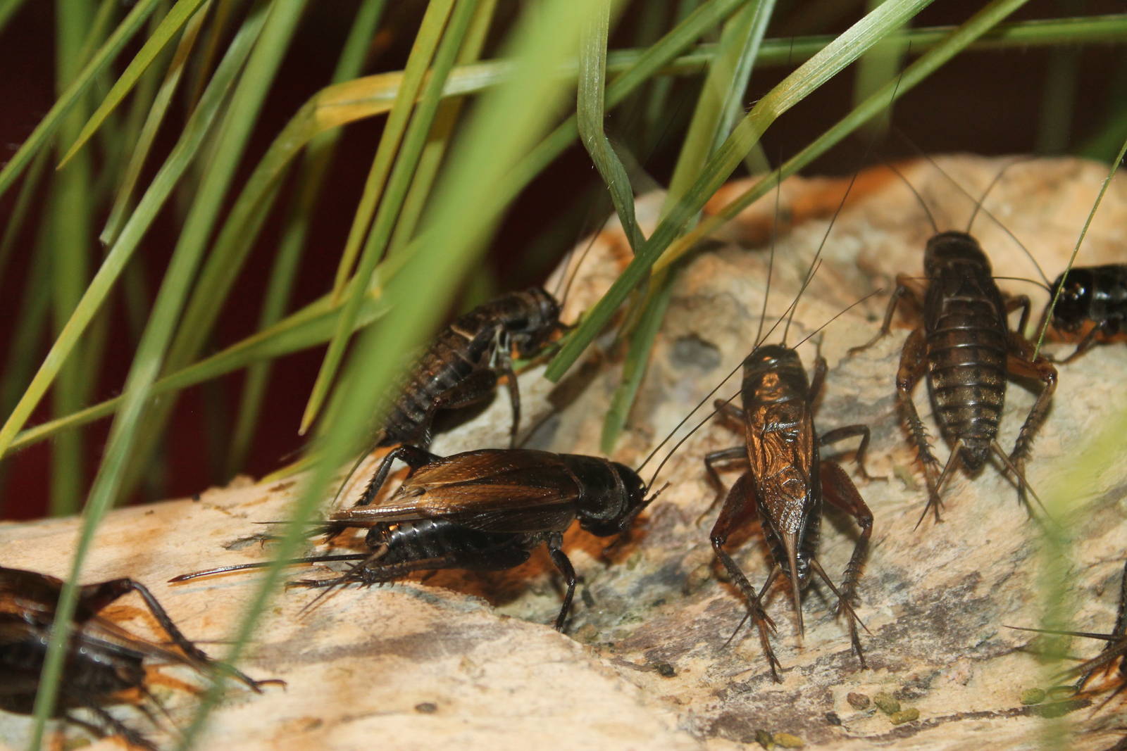 gut-loading-crickets-4.jpg