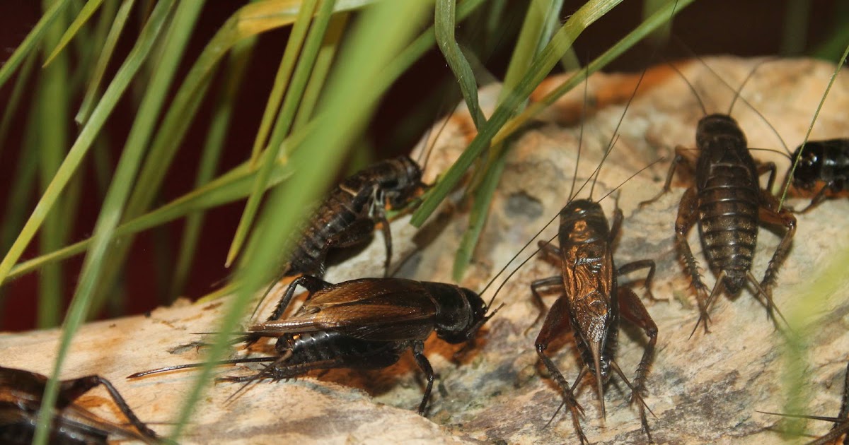 crickets