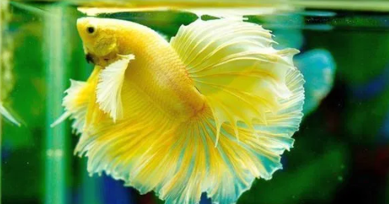 21 Arti Mimpi Tentang Ikan Cupang Menurut Primbon Jawa Dan Islam Buku Mimpi 21 Arti Mimpi Tentang Ikan Cupang Menurut Primbon Jawa Dan Islam Buku Mimpi