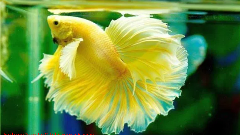 21 Arti Mimpi Tentang Ikan Cupang Menurut Primbon Jawa Dan Islam - Buku  Mimpi