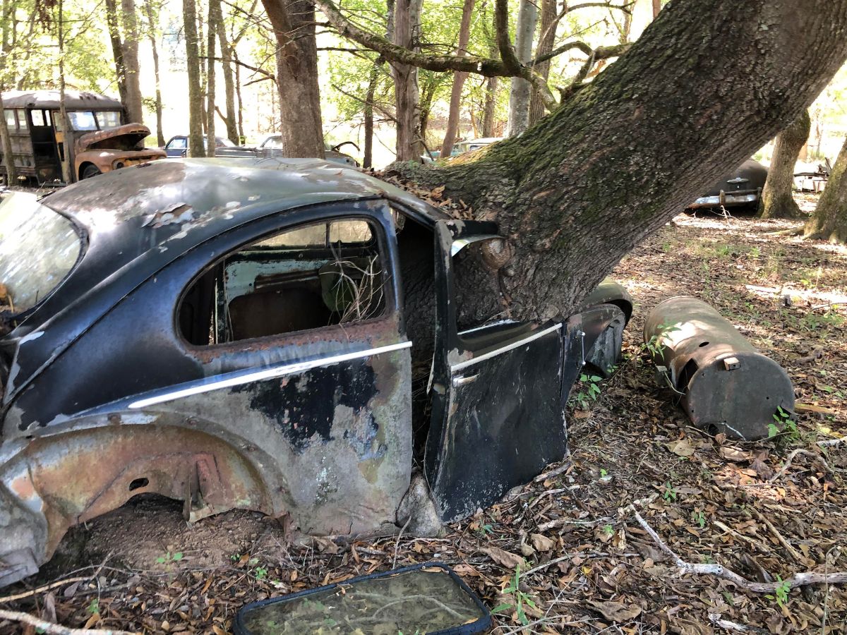 22 Amazing Photographs of Trees Growing Through Classic Cars Vintage