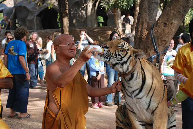 Храм тигров в Таиланде