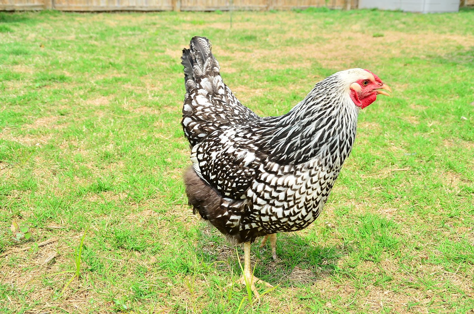 ливенские ситцевые куры. ливенские ситцевые куры. куры породы ливенская ситцевая. куры породы ливенская ситцевая. куры породы ливенская ситцевая.