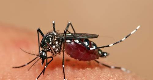 What is Zika Virus and how it is transmitted? ~ FHS CARE