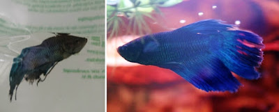 betta rescue transformation pictures