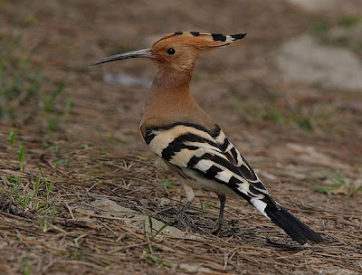 Abubilla (Upupa epops)