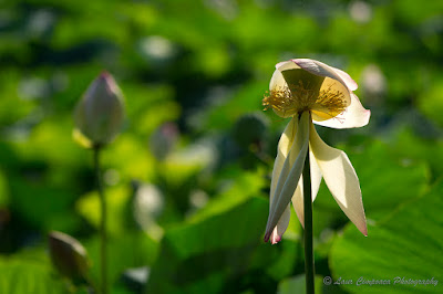 Nelumbo nucifera Floare de Lotus flower Lotosblume fiorediloto