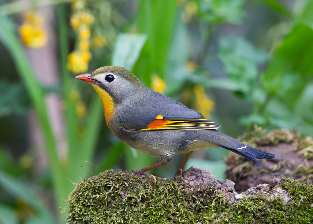 Mengenal Burung Robin Burung Masteran Yang Mulai Jarang Ditemukan