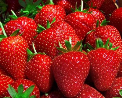 Cultivation of Strawberry Crop