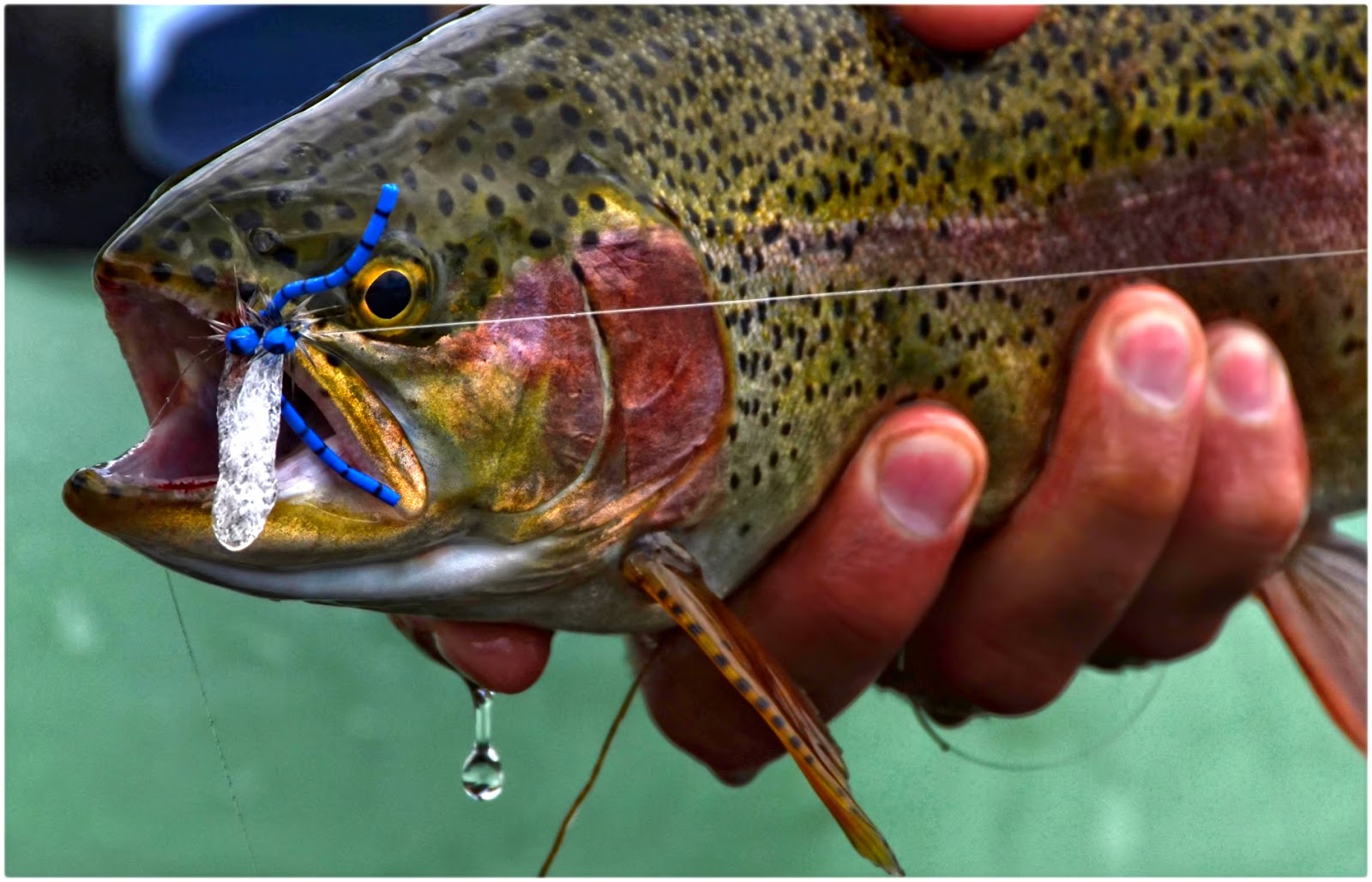 Frisky Damsels Fly Fish Food