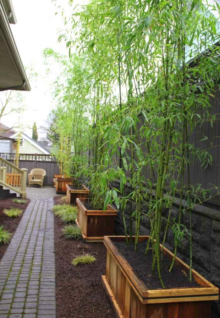Me Ol Bamboo: The Fascinating History and Versatile Uses of this ...