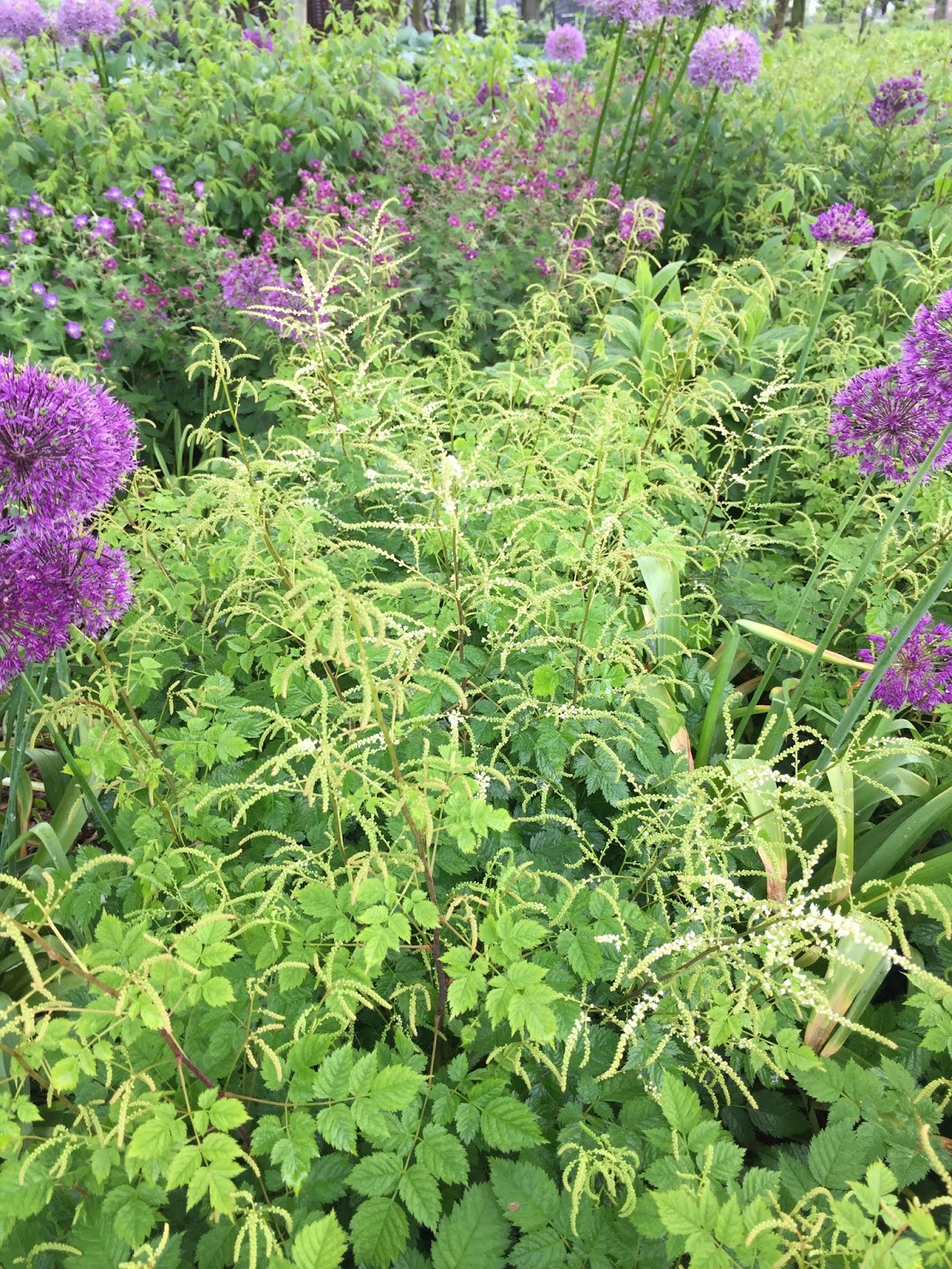 Kalmia Stock Photos Kalmia Stock Images Alamy