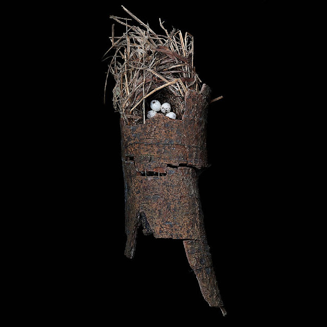 Гнездо славки Макгилливрэя